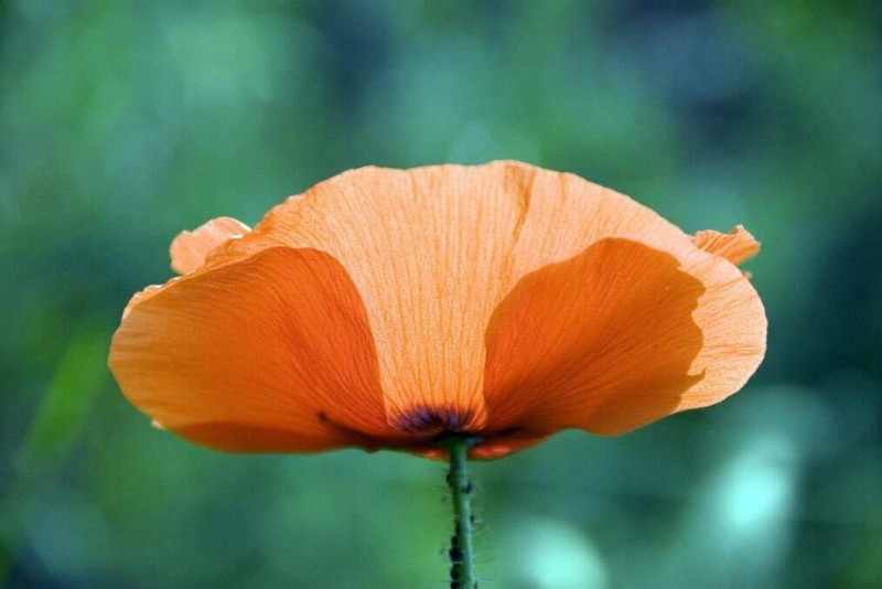 语不惊人死不休(282)用进废退,这是天道。