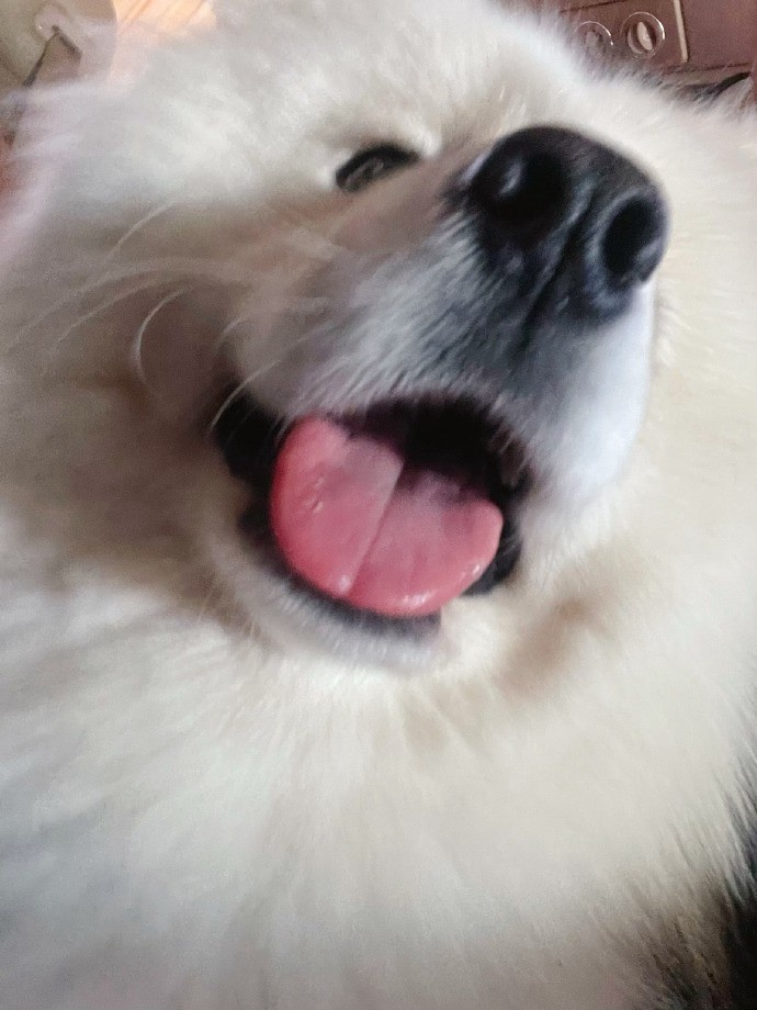 Tarzan分享小狗巴莉照片:拍摄日的Bali