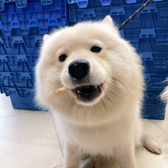 Tarzan晒宠物照：一起去买零食的bali和吃我带回来的零食的bali